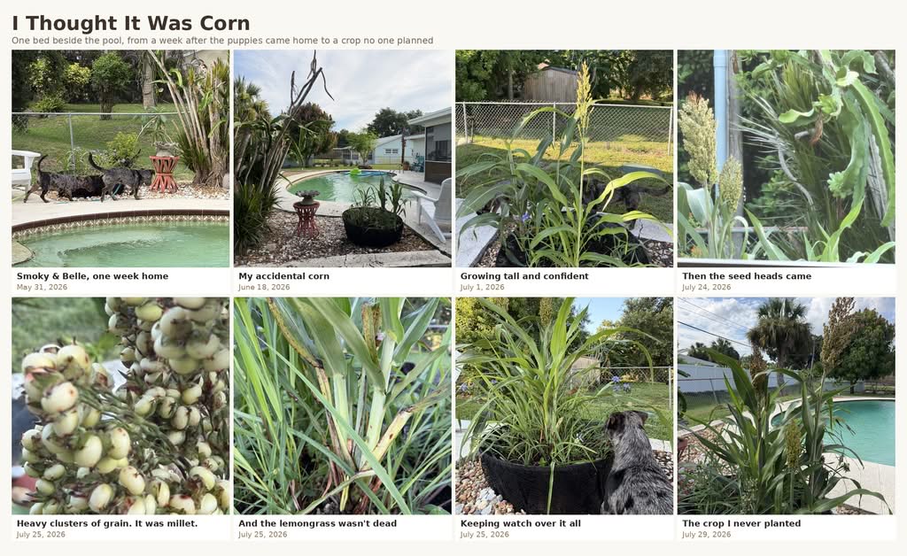 I thought it was accidental corn. It was millet, planted by the birds where my lemongrass had frozen. A story about volunteer plants and observing before you intervene.