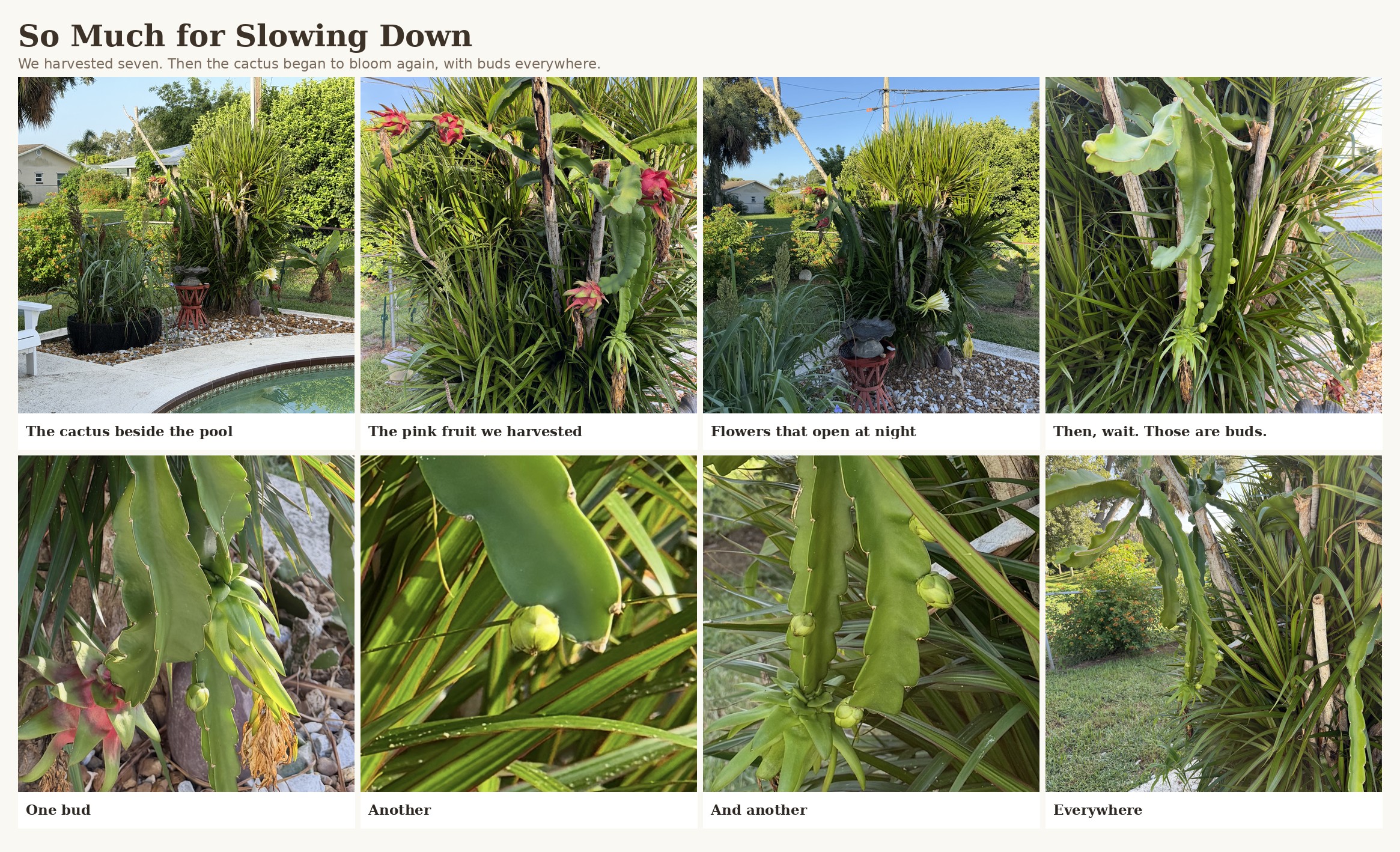 The dragon fruit cactus beside the pool: the harvested pink fruit, night-blooming white flowers, and the new green buds now appearing all over the plant