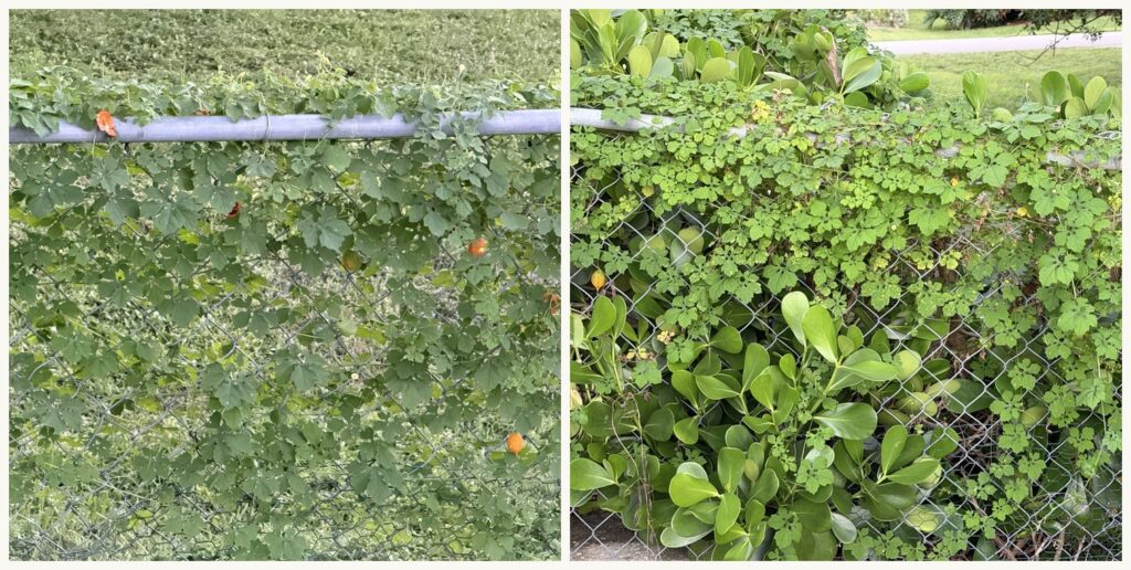 A volunteer bitter melon vine running along the top rail of a chain-link fence and woven through the wire
