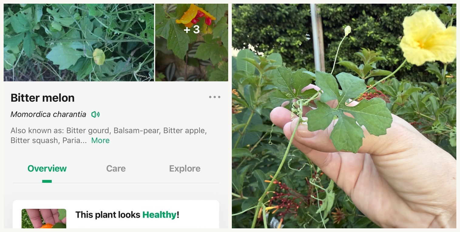 The PictureThis app identifying the plant as bitter melon, Momordica charantia, beside a hand holding a bitter melon leaf and yellow flower