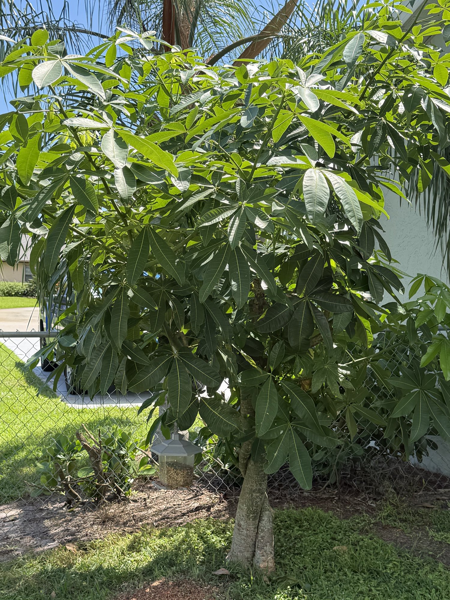 The Money Tree in the ground beside the house, with a bird feeder hanging from a branch
