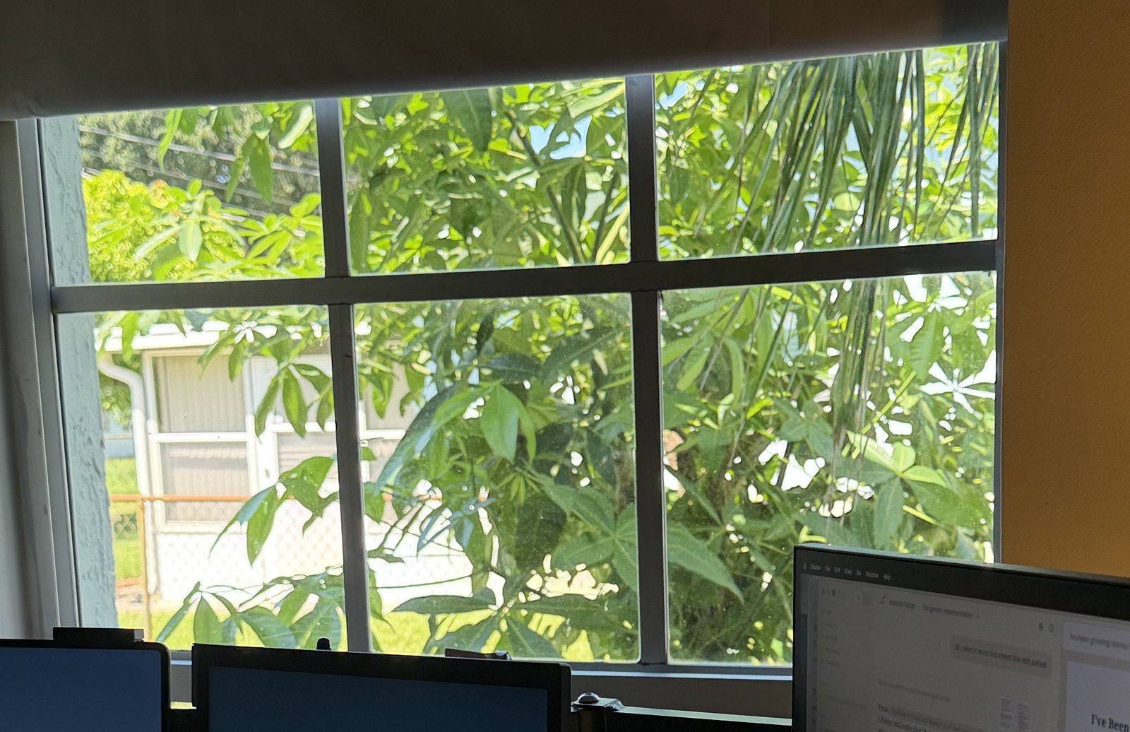 The Money Tree filling the window beside a desk